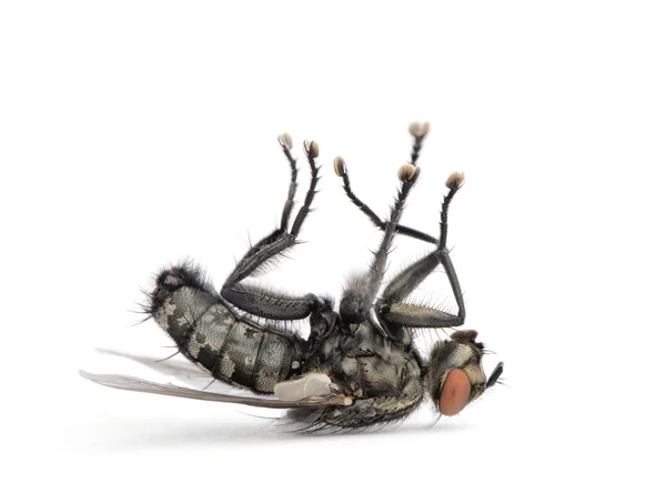 Mosca da carne deitada nas costas, Diptera, na frente do fundo branco , — Fotografia de Stock