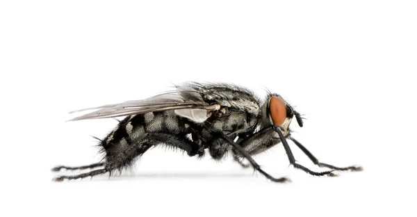 Flesh fly in front of white background, studio shot — Stock Photo, Image