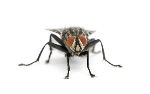 Retrato de mosca da carne, Diptera, na frente de fundo branco, tiro estúdio — Fotografia de Stock