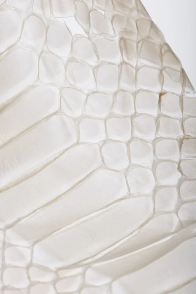 Close-up van squamata, geschaalde reptiel — Stockfoto