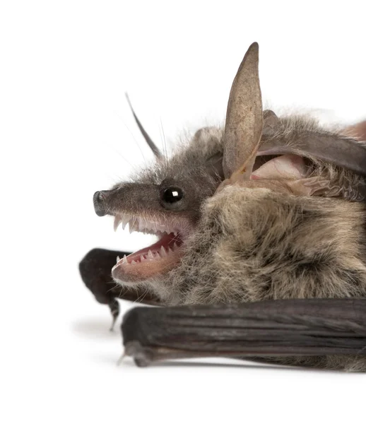 Grey long-eared bat, Plecotus astriacus, in front of white backg — Stock Photo, Image