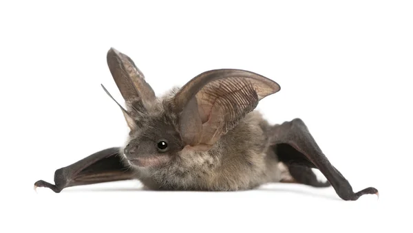 Morcego-de-orelhas-longas-cinzentas, Plecotus astriacus, em frente ao pântano-branco — Fotografia de Stock