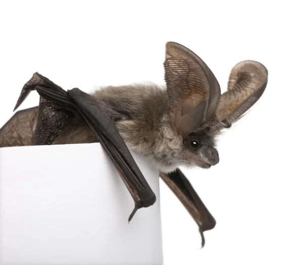 Pipistrello dalle orecchie lunghe grigio, Plecotus astriacus, davanti alla schiena bianca — Foto Stock