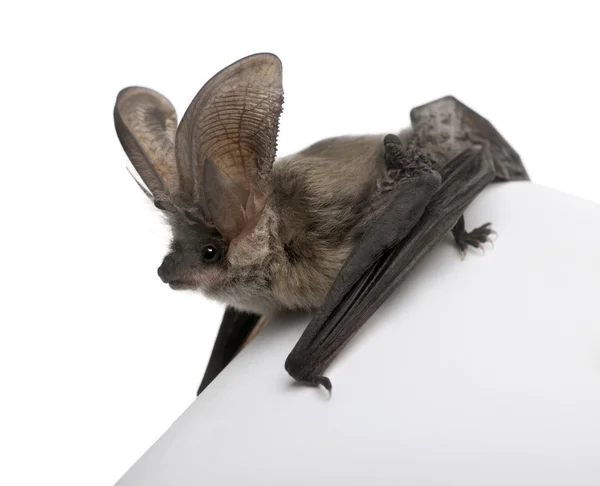 灰色耳が長いバット、白の背景に隠れての前のウサギコウモリ astriacus — ストック写真