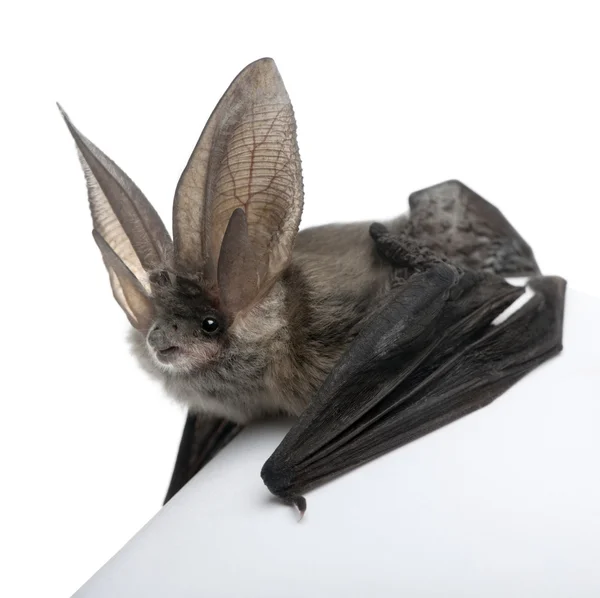 灰色耳が長いバット、白の背景に隠れての前のウサギコウモリ astriacus — ストック写真