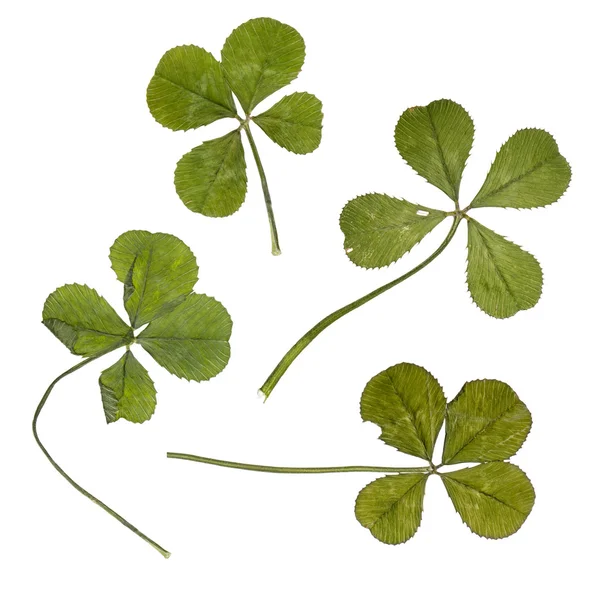Four four-leaf clovers in front of white background, studio shot — Stock Photo, Image