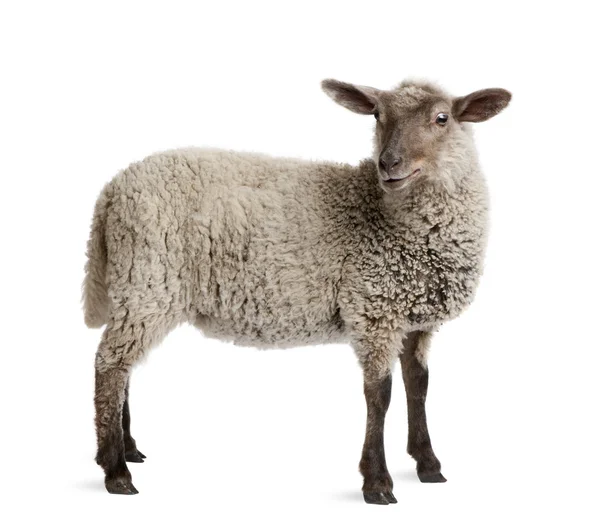 Lamb, 5 months old, standing in front of white background, studi — Stock Photo, Image