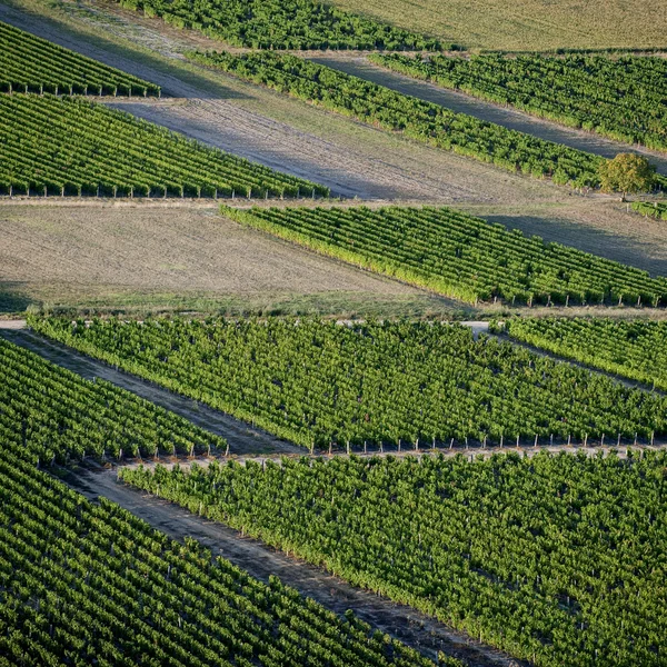 Вид с воздуха на виноградники — стоковое фото