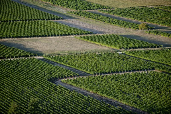 Aerial view of vineyards — Stock Photo, Image