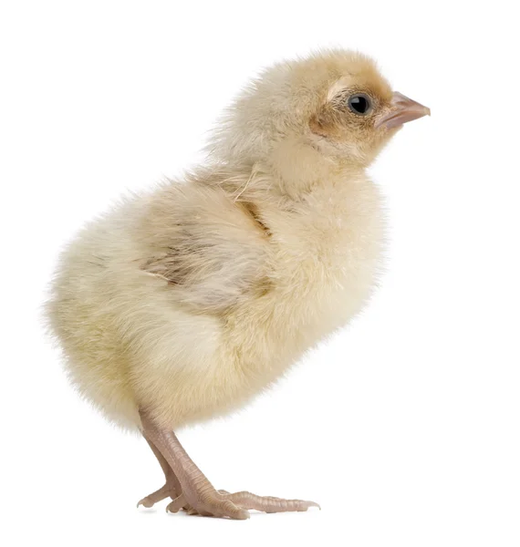 Pools kip, 1 dag oud, staande voor de witte achtergrond — Stockfoto