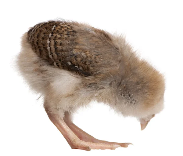 Chick, 13 days old, bending over in front of white background, s — Stock Photo, Image