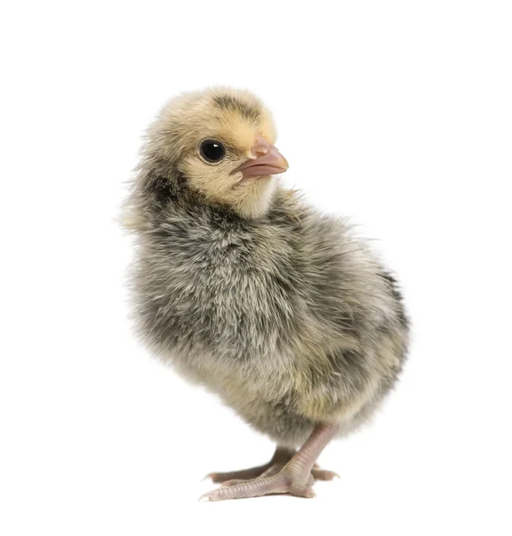 ハンブルク鶏、1 日の古い、白い背景の前でスタッドします。 — ストック写真