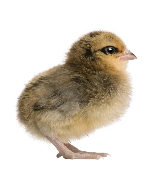 Chick, 2 dagen oud, staande voor de witte achtergrond — Stockfoto