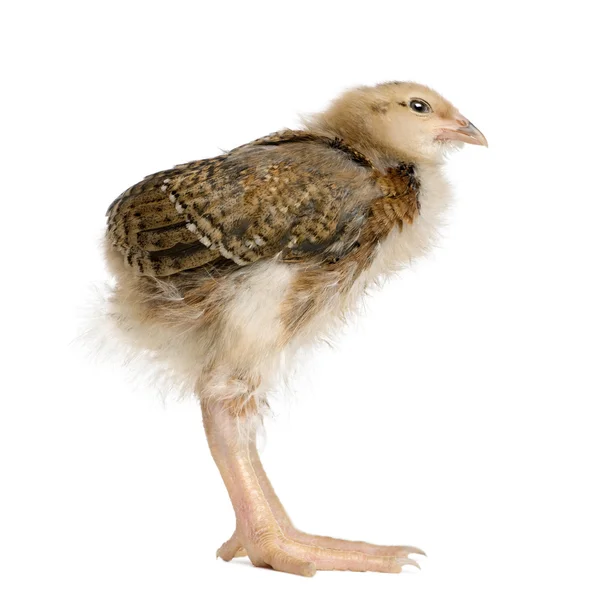 Pollo bebé con piernas largas delante de fondo blanco, tiro al estudio —  Fotos de Stock