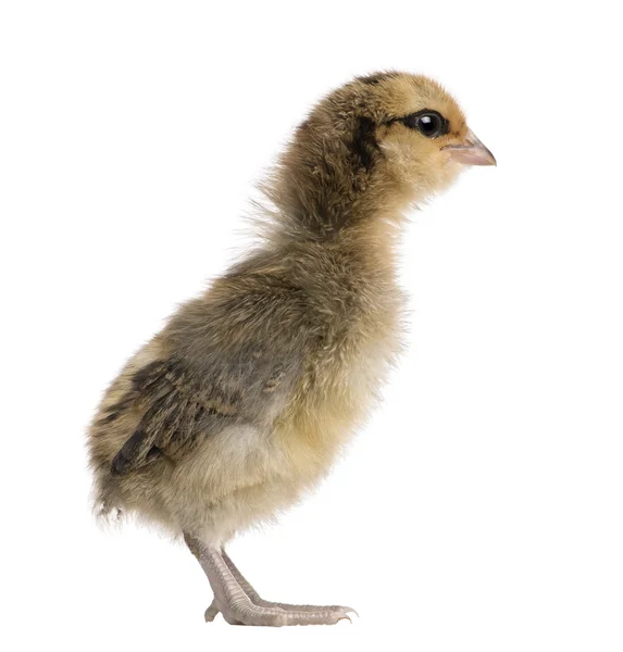 Araucana, also known as a South American Rumpless, 3 days old, standing in front of white background — Stock Photo, Image