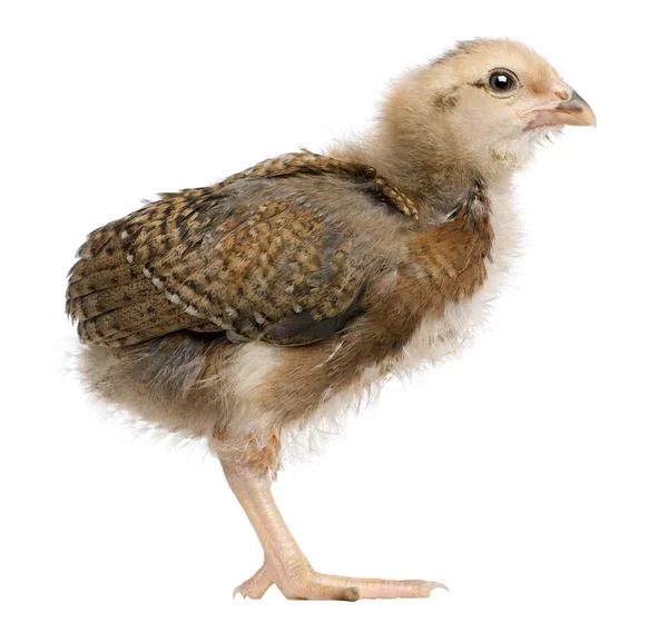 Araucana, also known as a South American Rumpless chick, 19 days old, standing in front of white background — Stock Photo, Image