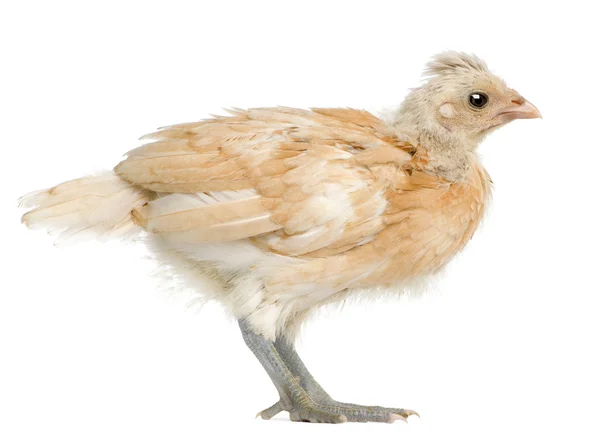 Polský kuře, 21 dní starý, stojící před bílým pozadím — Stock fotografie