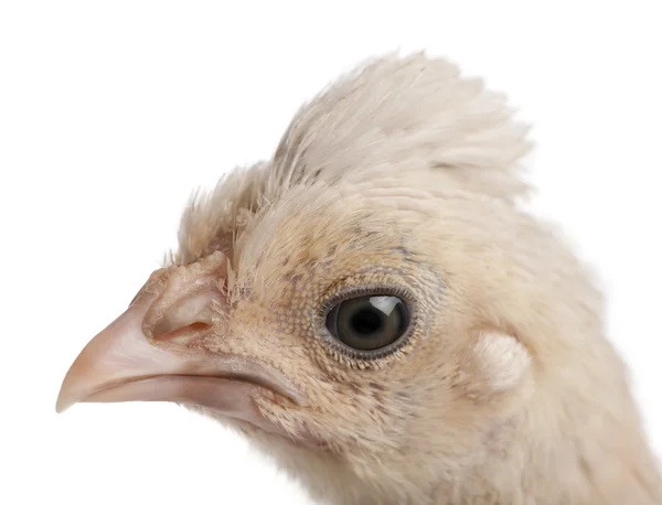 Close-up of Polish Chicken, 23 days old, in front of white background, studio shot — Stock Photo, Image