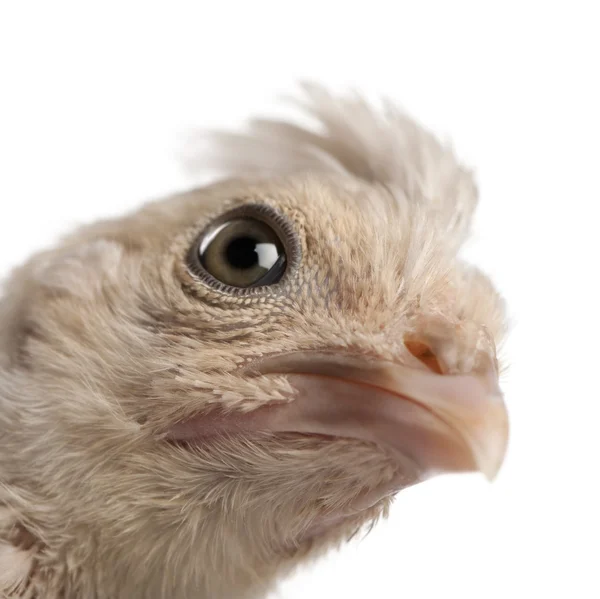 Close-up de Polish Chicken, 23 dias, na frente de fundo branco, studio shot — Fotografia de Stock