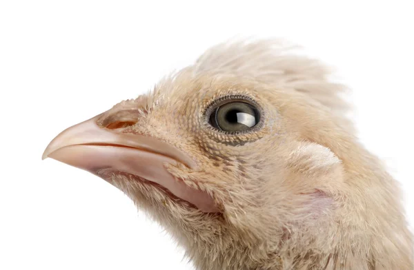 Close-up of Polish Chicken, 23 days old, in front of white background, studio shot — Stock Photo, Image