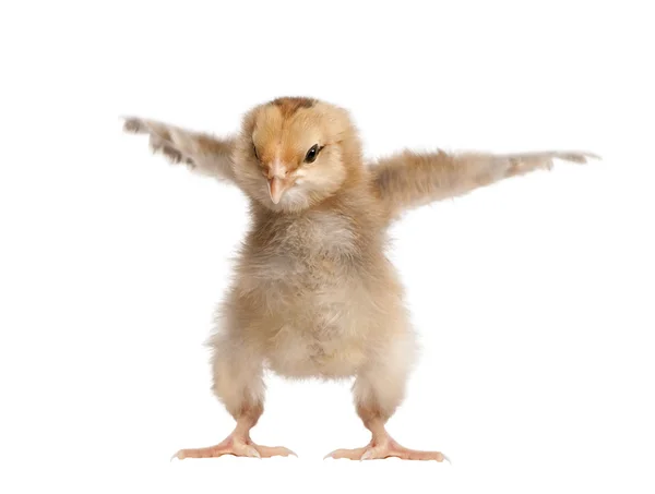 Araucana Chicken, 8 days old, in front of a white background — Stock Photo, Image