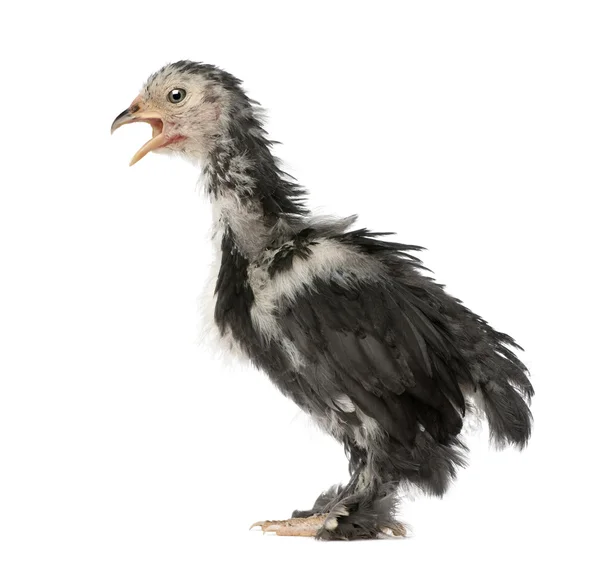 The Pekin is a breed of bantam chicken, 30 days old — Stock Photo, Image