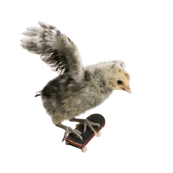 Baby kip op skateboard voor witte achtergrond, studio opname — Stockfoto
