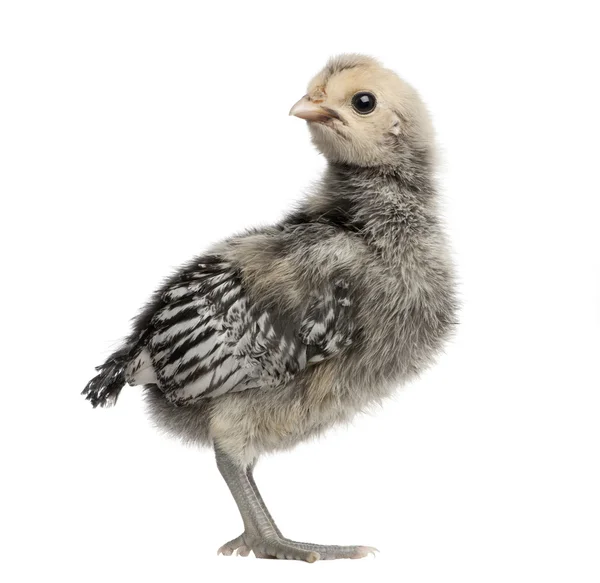 Hamburgo pollo, 9 días de edad, de pie delante de fondo blanco, plano de estudio —  Fotos de Stock
