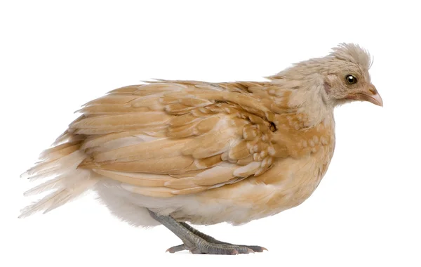 Polnisches Huhn, 36 Tage alt, steht vor weißem Hintergrund — Stockfoto