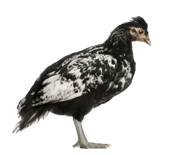 Hamburk kuře, 44 dní starý, stojící před bílým pozadím — Stock fotografie