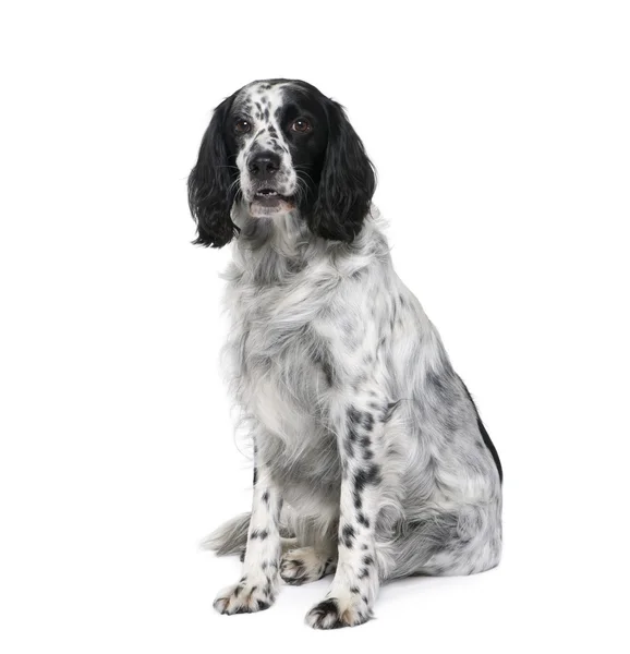 Cão bastardo preto e branco semelhante a um Springer Spaniel Inglês, 6 anos, na frente do fundo branco — Fotografia de Stock