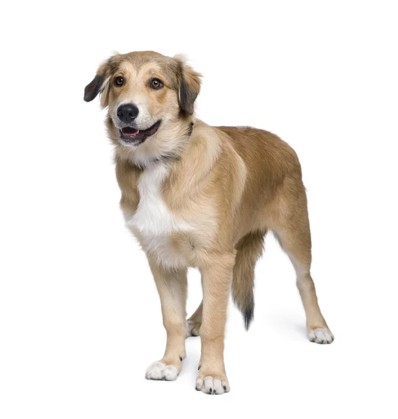 Mixed-breed dog between an Australian Shepherd and Golden Retriever, 5 months old, in front of white background — Stock Photo, Image