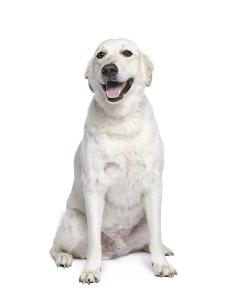 混合の犬でのゴールデン ・ リトリーバー間ハスキー、6 歳 — ストック写真