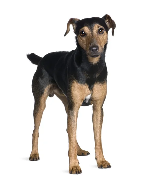 Manchester Terrier, 3 years old, standing in front of white background, studio shot — Stock Photo, Image