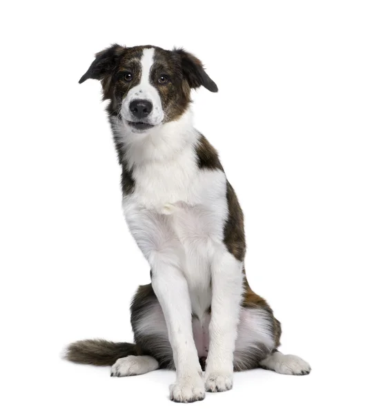 Bastard dog, 6 years old, sitting in front of white background — Stock Photo, Image
