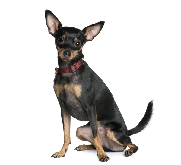 Miniature Pinscher, 2 years old, sitting in front of white background — Stock Photo, Image