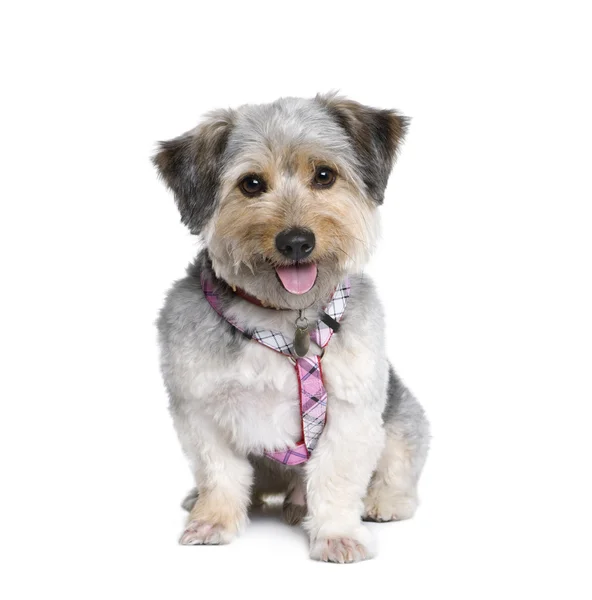 Cross Breed dog, 4 years old — Stock Photo, Image