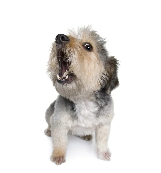 クロス品種犬、4 歳 — ストック写真