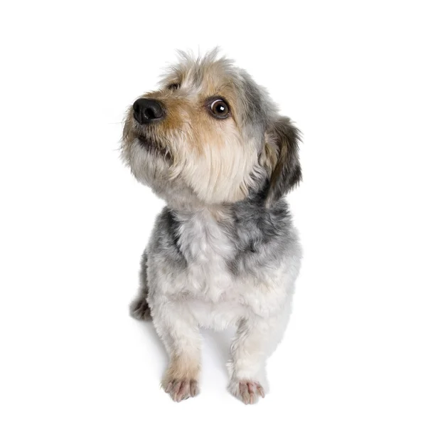Хрест Порода собака, 4 роки — стокове фото