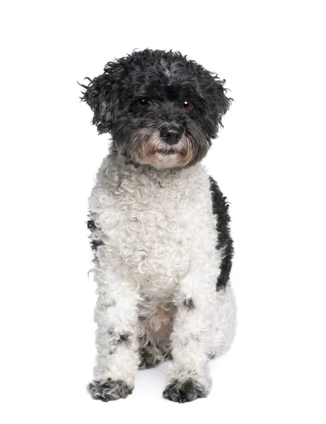 Arlequim poodle, 12 anos, na frente do fundo branco — Fotografia de Stock