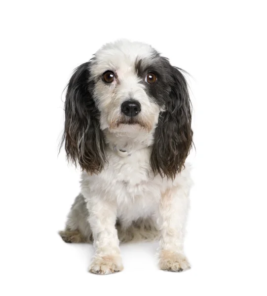 Harvanese Bichon, 4 years old, in front of white background — Stock Photo, Image