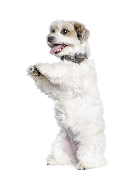 Perro de raza mixta entre un Bichon y un Jack Russell de pie en las patas traseras, 7 años —  Fotos de Stock