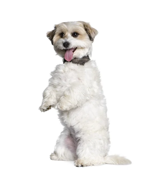 Karışık-breed köpek arasında bir bichon ve bir jack russell 7 yaşında, arka ayakları üzerinde duran — Stok fotoğraf