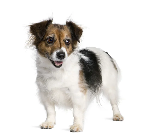 Mixed-breed dog with a Jack Russell Terrier, 8 years old — Stock Photo, Image