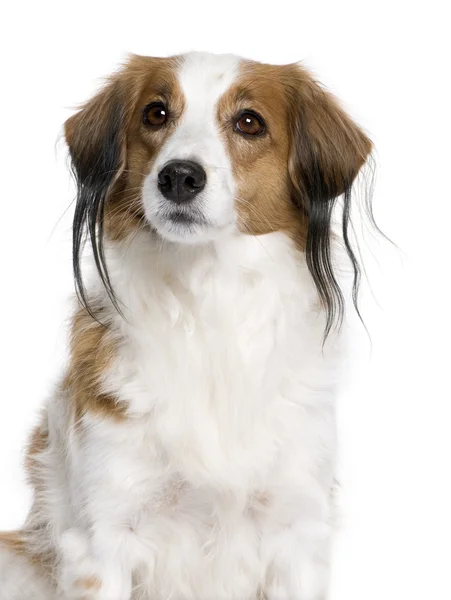 Digital enhanced av en kooiker hund med piercing, 7 år gammal — Stockfoto