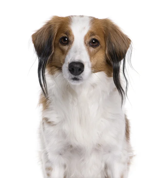 Digital enhanced av en kooiker hund med piercing, 7 år gammal — Stockfoto