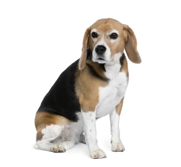 Beagle, 7 jaar oud, zitten in de voorkant van witte achtergrond — Stockfoto
