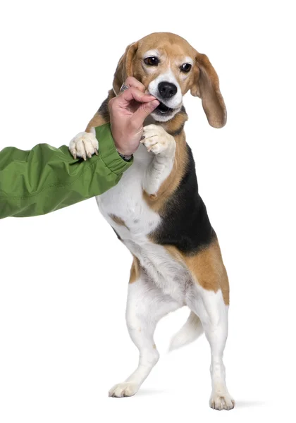Person touching teeth of Beagle, 7 years old, in front of white — Stock Photo, Image
