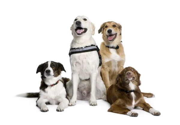 Grupo de perros bastardos sentados frente al fondo blanco — Foto de Stock