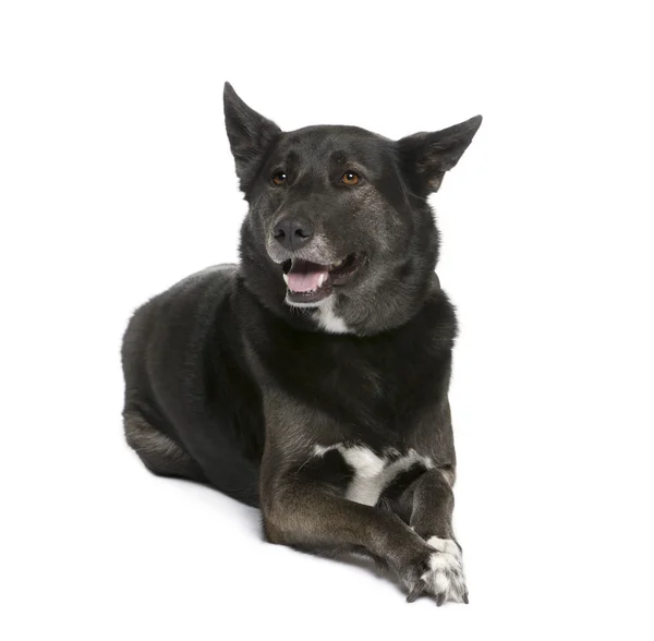 Mixed breed dog between a Husky and a Shepherd, 5 years old, sitting in front of white background — Stock Photo, Image